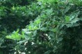 /album/imagens15/transferir-1-jpg8/